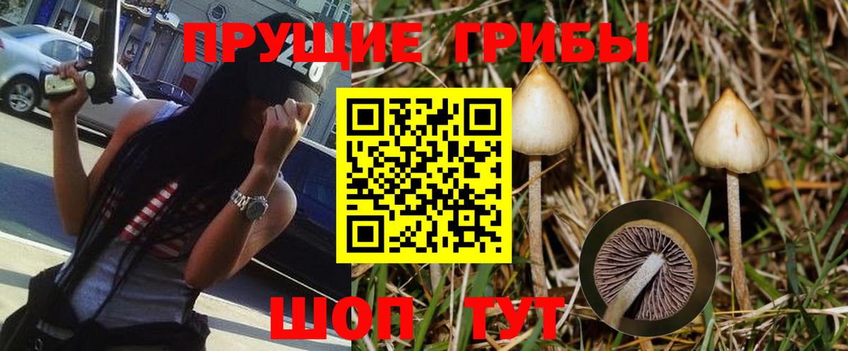 Электросталь  Псилоцибиновые грибы Cubensis  Вход с VPN 